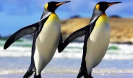 企鹅吃瓜爆料最新视频,揭秘娱乐圈最新热点事件