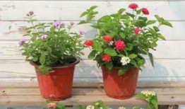 水星新闻爆料视频大全最新,揭秘最新热点事件